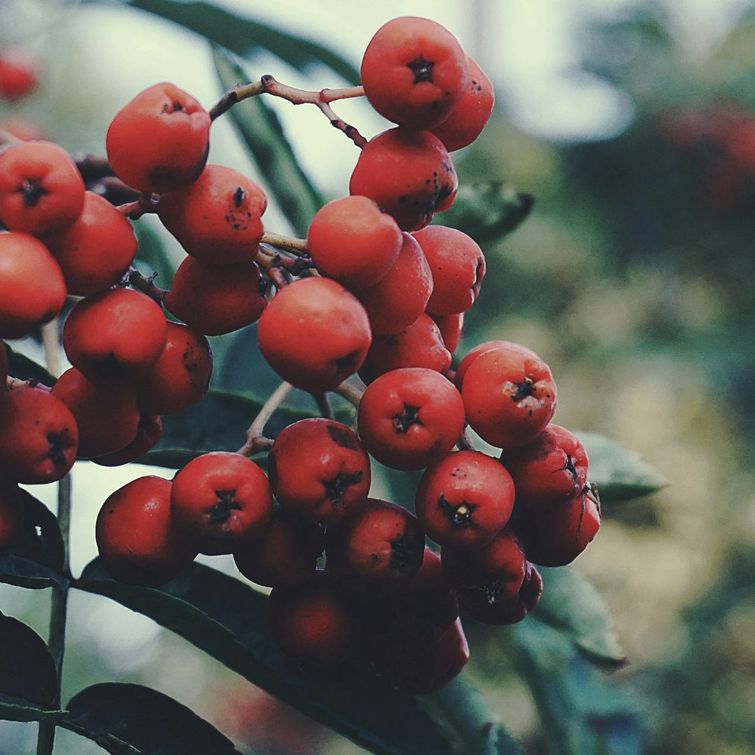Autumn Berries